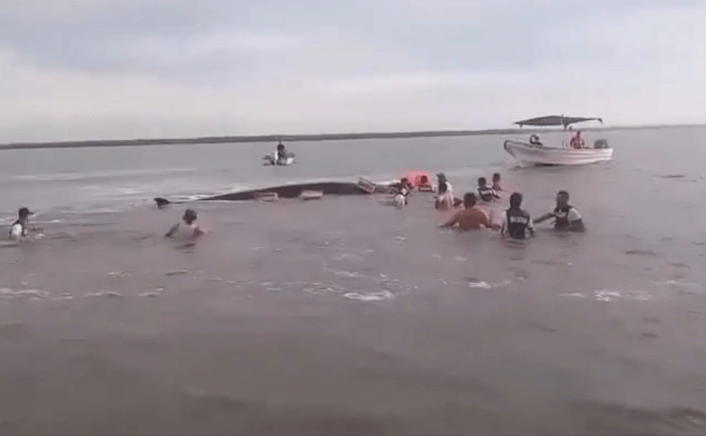 Nayarit: ballena de 12 metros es rescatada en canal de Palmar de&nbsp;Cuautla